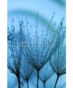 Anette Linnea Rasmus, dandelion seeds