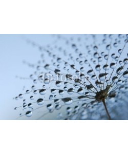 Anette Linnea Rasmus, dandelion seeds