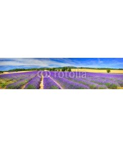 denis_333, Panorama of lavender field