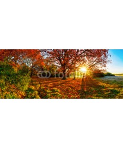 John Smith, Wonderful autumn landscape with bright sun, colorful trees and wide meadows