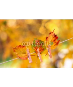 Alaskajade, Colorful autumn leaves with a heart shape cut hanging on a clothesline by a clothespin