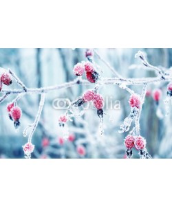 nataba, colorful beautiful branch with ripe red berries of wild rose covered with white frosty crystals of frost in the winter garden