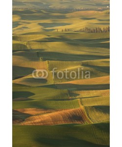 Patricia Thomas, Sunrise over the rolling hills of Palouse