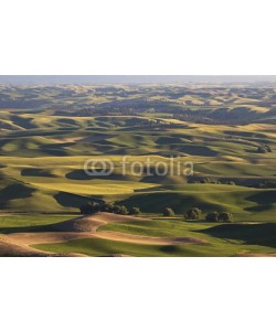 Patricia Thomas, Rolling hills in Palouse