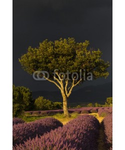 Patricia Thomas, Stormy light over a tree in provence