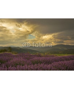 Patricia Thomas, Stormy moment in france over lavender