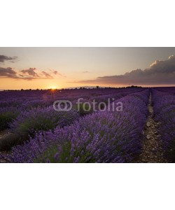 Patricia Thomas, Sunset over Lavender in Provonce