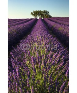 Patricia Thomas, Rows of lavender and tree