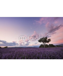 Patricia Thomas, Sunset over lavender