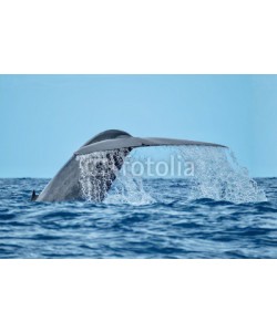 Charlotte, A magnificent blue whale with water streaming from its tail flukes