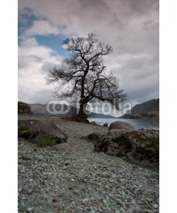 Paul Lampard, Tree at lake edge, Cumbria, England