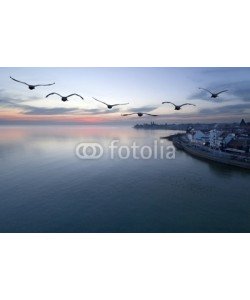 Andrzej Gryczkowski, Bodensee - Friedrichshafen - Vögel