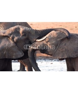 Alta Oosthuizen, Two elephants greeting at waterhole lovingly