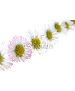 Anette Linnea Rasmus, white spring daisies