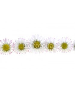 Anette Linnea Rasmus, white spring daisies