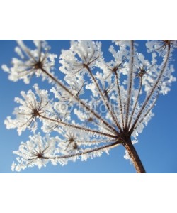 Anette Linnea Rasmus, seed with ice crystals