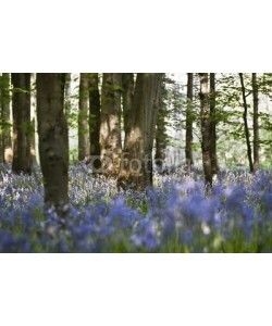 Paul Lampard, Bluebell wood