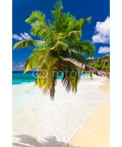 Beboy, seychelles plage cocotier