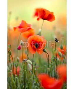 Nailia Schwarz, Roter Mohn