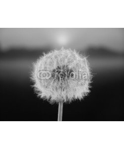 Anette Linnea Rasmus, dandelion seed