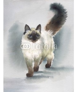 Nadiia Starovoitova, Watercolor Animal Collection: Cat