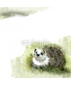 Nadiia Starovoitova, Watercolor Fauna Collection: Hedgehog