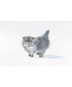 Nadiia Starovoitova, Watercolor Animal Collection: Cat