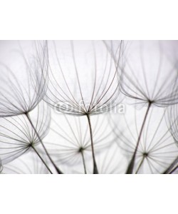 Anette Linnea Rasmus, dandelion seed