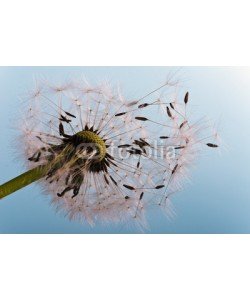 doris oberfrank-list, Dandelion: ready, to fly away