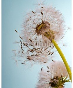 doris oberfrank-list, Pusteblume im Frühling .... Flugschirmchen beim Abflug