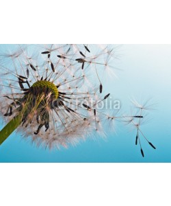 doris oberfrank-list, Dandelion: We fly away to fulfill wishes