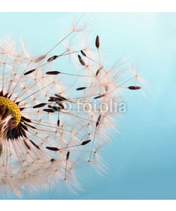 doris oberfrank-list, Abflug: Flugschirme der Pusteblume beim Start