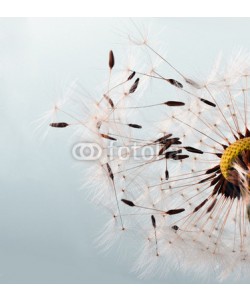 doris oberfrank-list, Pusteblume: Ich wünsche mir ......