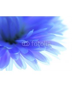 Anette Linnea Rasmus, Blue flower