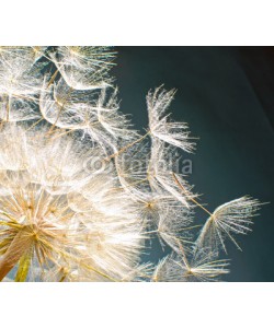 doris oberfrank-list, Pusteblume: Ich wünsche mir ....