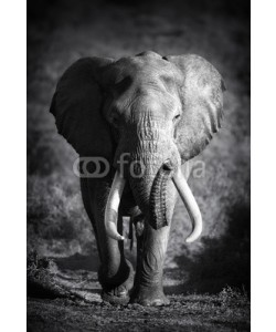 JOHAN SWANEPOEL, Elephant Bull (Artistic processing)