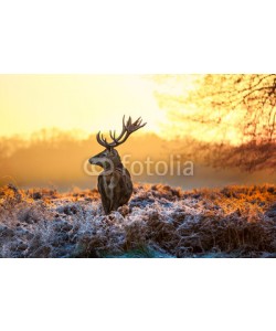 arturas kerdokas, Red deer in morning sun