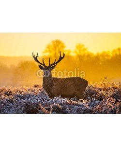 arturas kerdokas, Red deer in morning sun