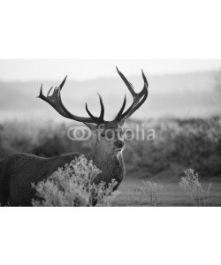 arturas kerdokas, Red deer in Richmond park