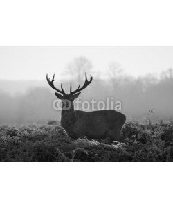 arturas kerdokas, Red deer in Richmond park