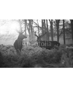 arturas kerdokas, Red deer in Richmond park