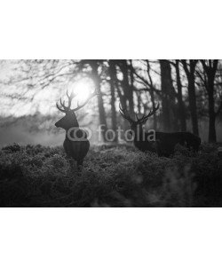 arturas kerdokas, Red deer in Richmond park