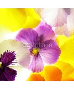 Anette Linnea Rasmus, colorful viola