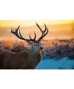 arturas kerdokas, Red Deer in Morning Sun.