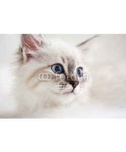 Alena Ozerova, Siberian kitten