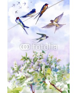 Nadiia Starovoitova, Flowers of the cherry blossoms on a spring day