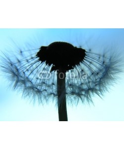 Anette Linnea Rasmus, dandelion as a silhouette