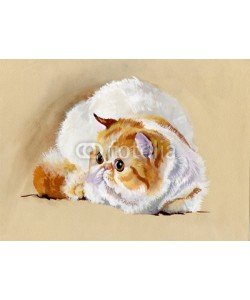Nadiia Starovoitova, Animal Collection: Cat