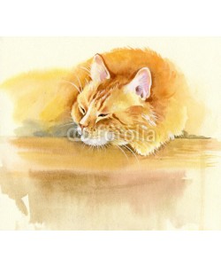 Nadiia Starovoitova, Animal Collection: Cat