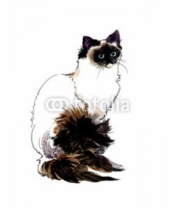 Nadiia Starovoitova, Animal Collection: Cat